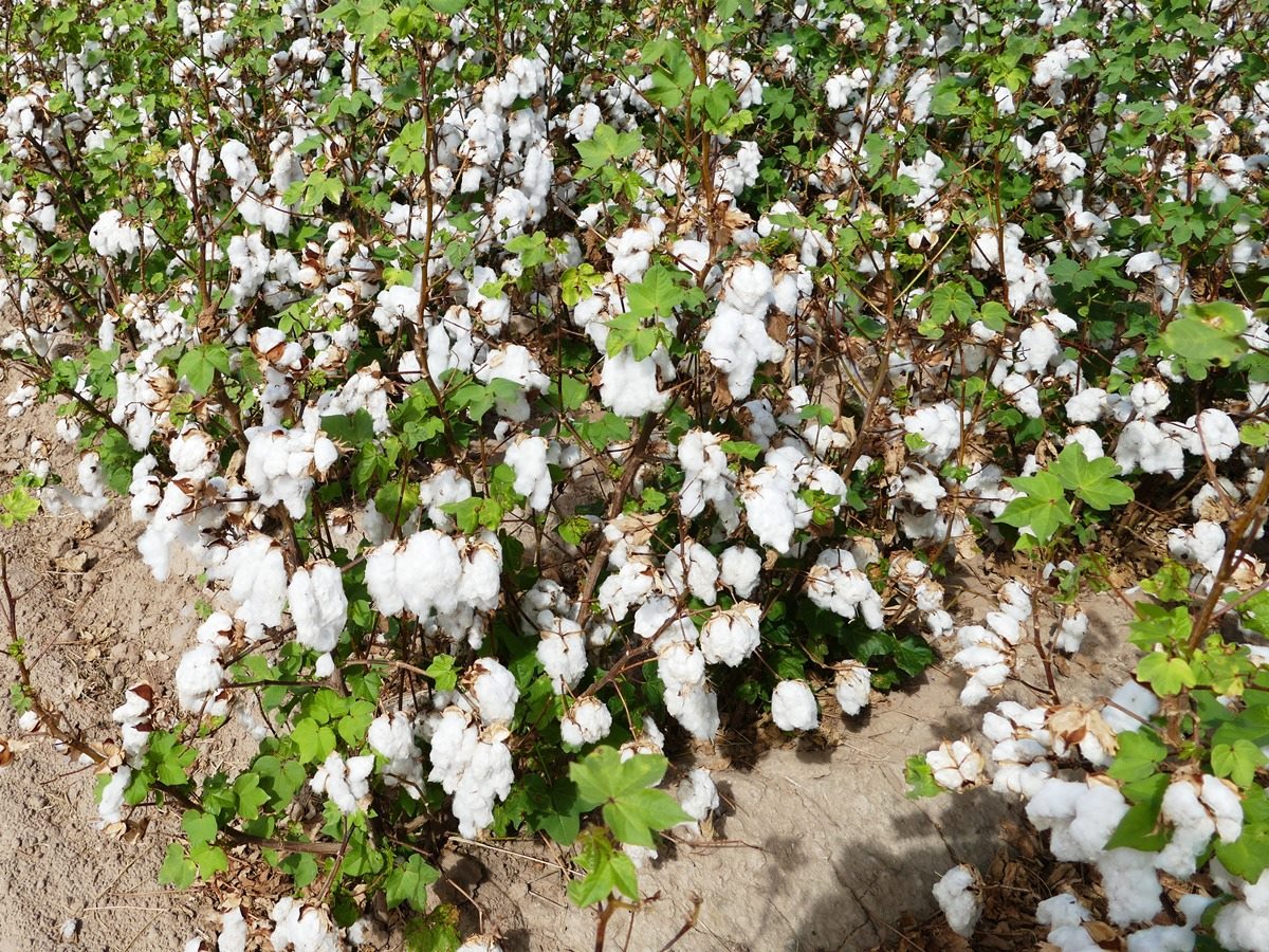 Cotton