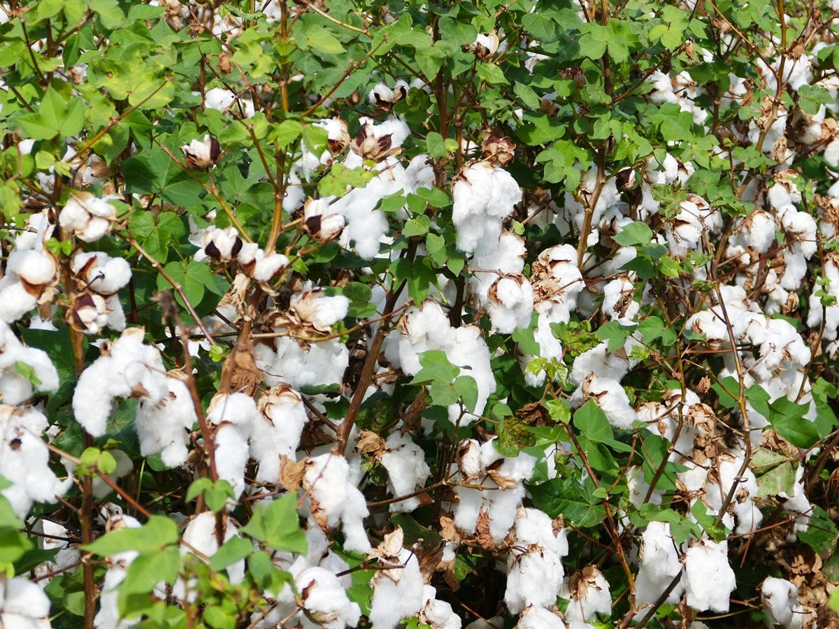 Cotton